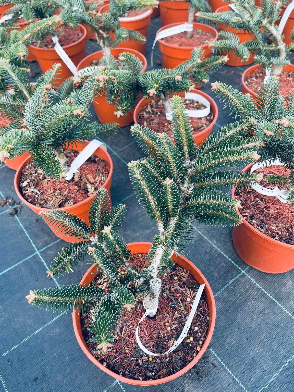 plant011 - Szkółka Ula Milczanowska